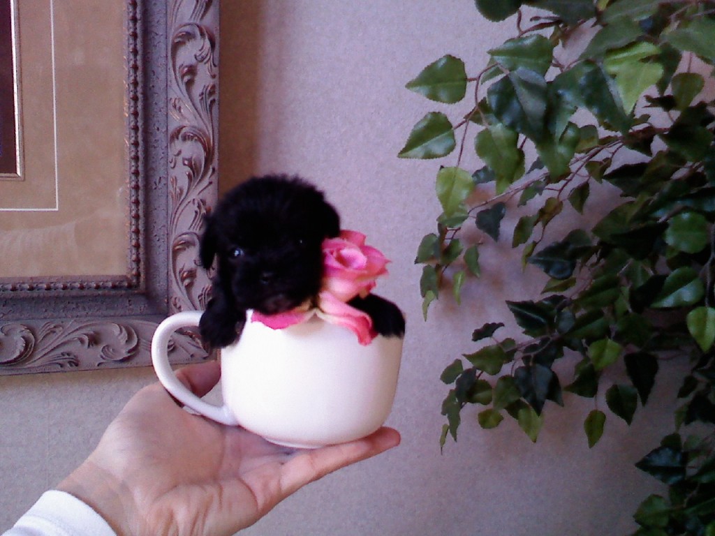 Black Teacup Puppy In A Cup