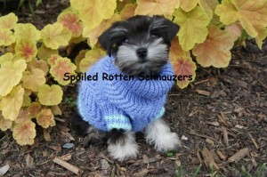 Brinkley_puppy_4