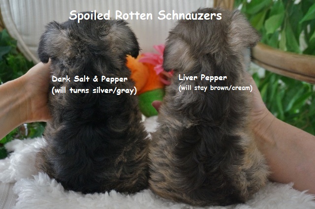 compare_liver pepper_ salt pepper