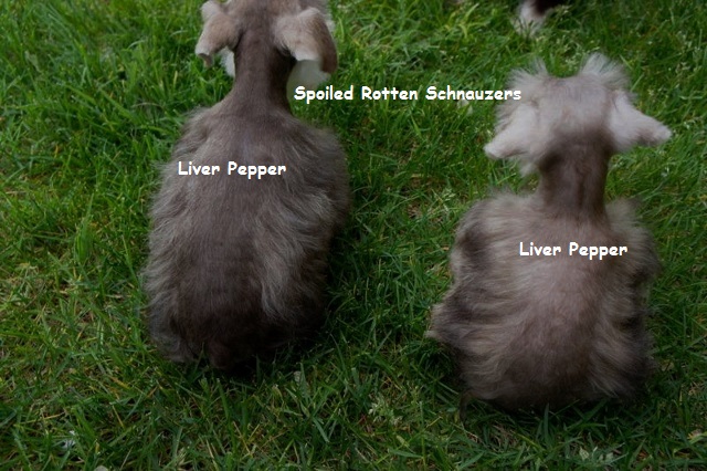 liver-pepper-compare-1