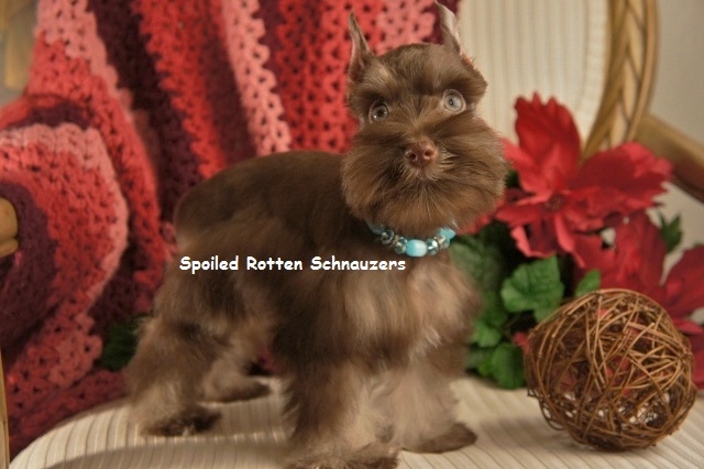 tan schnauzer