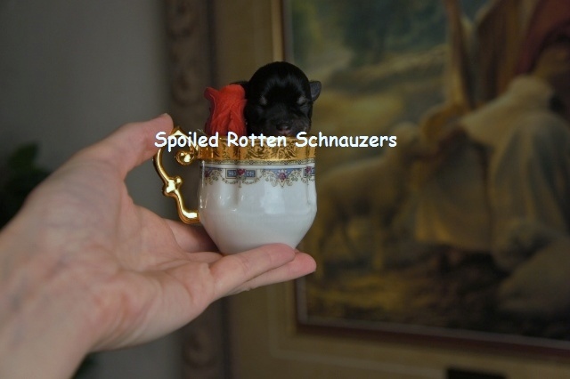 teacup