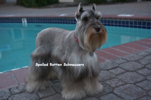 Toy Schnauzer Size Chart