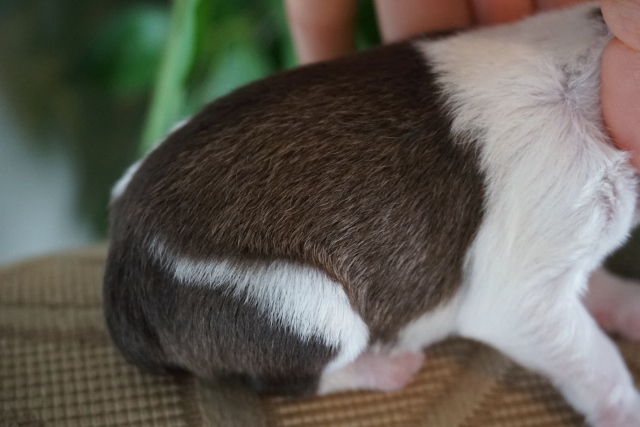 liver pepper banded hair