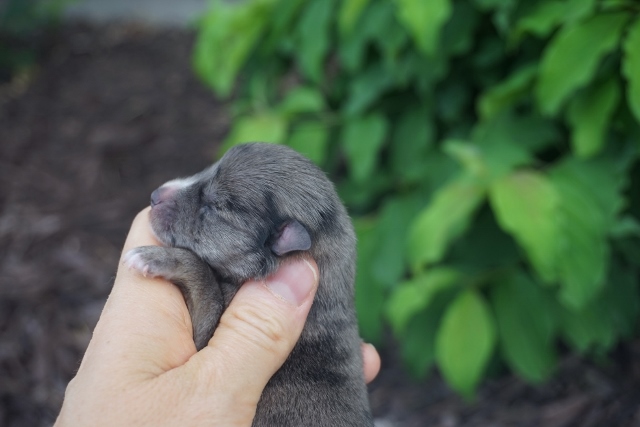 NEW PUPS 010 (640x427)