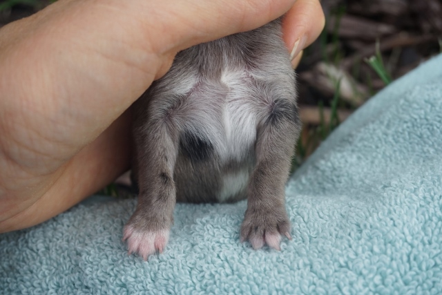 NEW PUPS 025 (640x427)