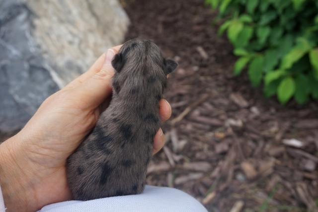 NEWBORN PUPS 009 (640x427)
