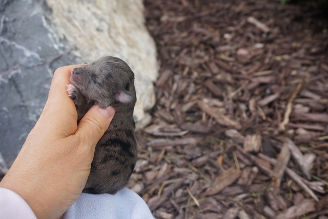NEWBORN PUPS 021 (640x427)