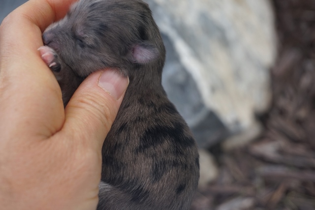 NEWBORN PUPS 028 (640x427)