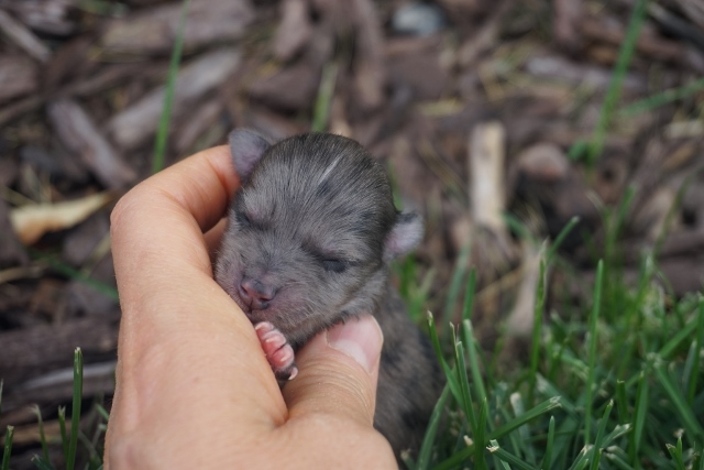 NEWBORN PUPS 038 (640x427)