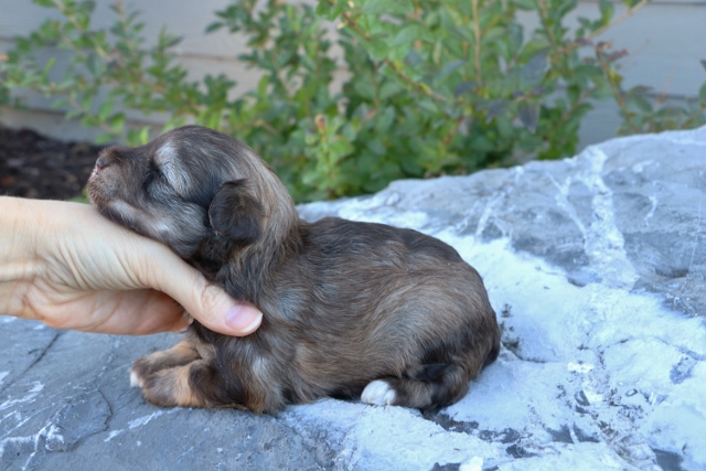 puppies-028-640x427