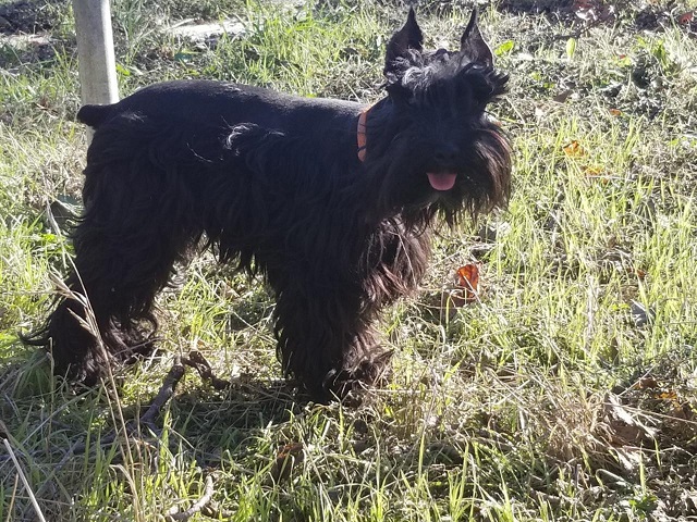 Puppyfind shop miniature schnauzer
