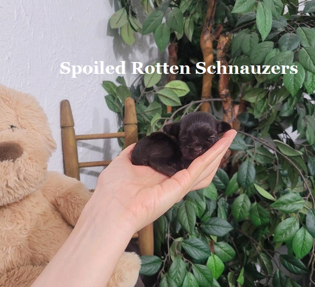 Kiko Spoiled Rotten Schnauzers kiko-spoiled-rotten-schnauzers