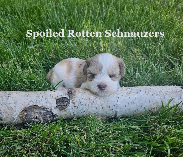 Brawley « Spoiled Rotten Schnauzers
